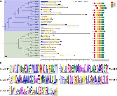 Pto Interaction Proteins: Critical Regulators in Plant Development and Stress Response